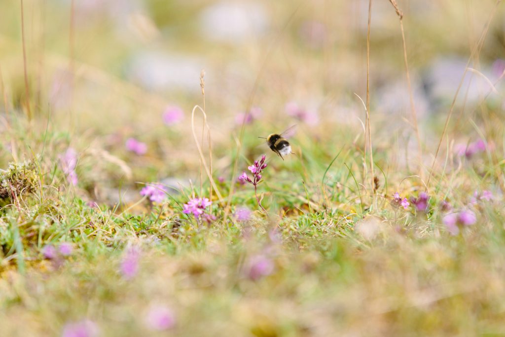 Bees pollinating wildflowers