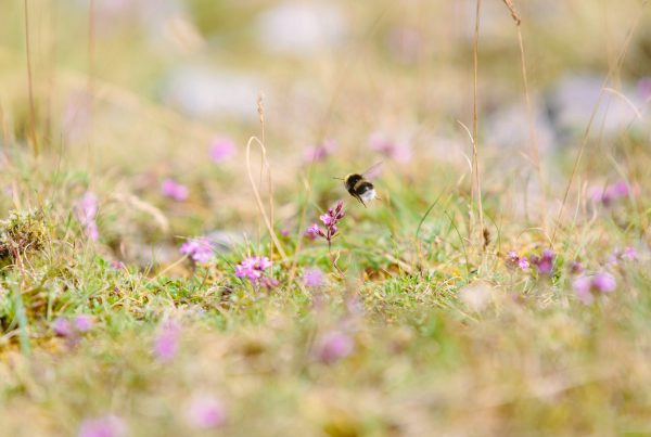 Bees pollinating wildflowers
