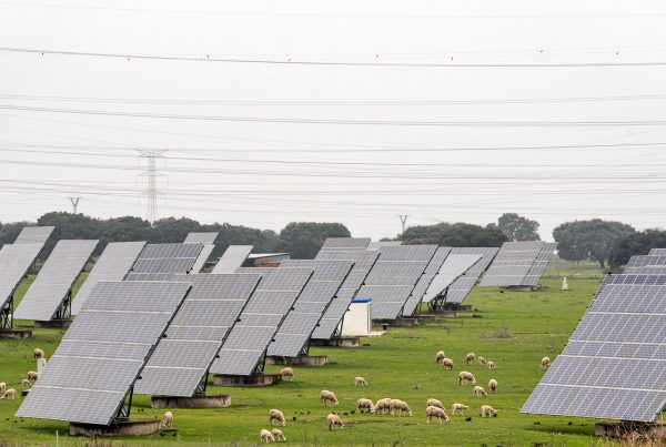 Solar panels standing in a field of sheep