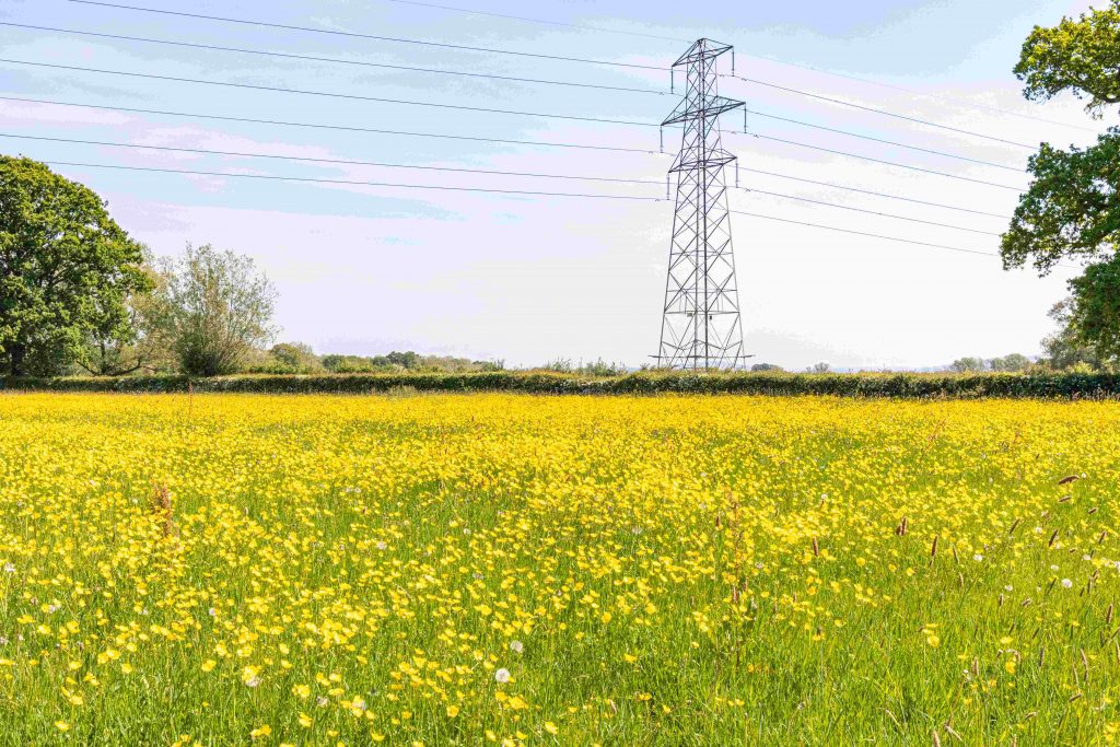 electricity pylon in a field of yellow wildflowers