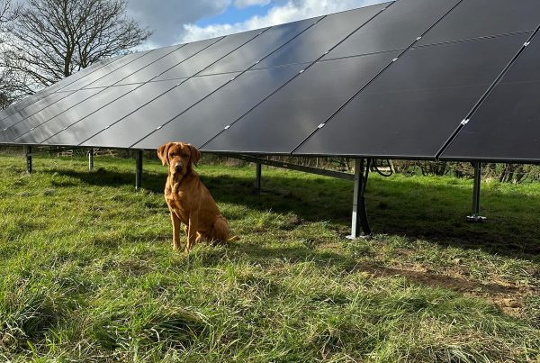 ground-mounted solar panels with a dog sat in-front on the grass